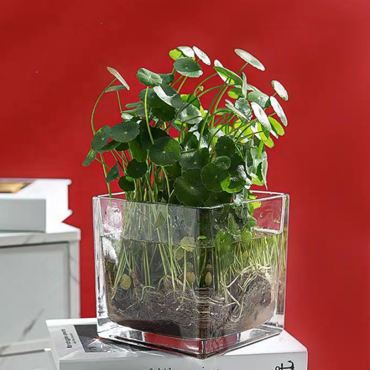 Cube Flower Vase Clear Square Candle Holders Small Glass Flower Container Plant for Home Decor